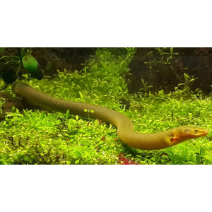 КАЛАБАРСКИЙ КАЛАМОИХТ - Erpetoichthys calabaricus