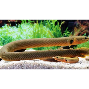 КАЛАБАРСКИЙ КАЛАМОИХТ - Erpetoichthys calabaricus