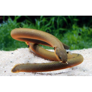 КАЛАБАРСКИЙ КАЛАМОИХТ - Erpetoichthys calabaricus