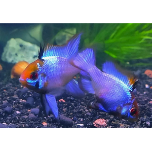 Апистограмма «Электрик блю» (Mikrogeophagus ramirezi var «Electric Blue») — селекционная форма апистограммы Рамирези. Это аквариумная рыба, которая отличается ярким голубым окрасом с характерным металлическим блеском.