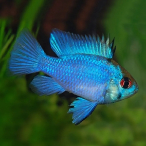 Апистограмма «Электрик блю» (Mikrogeophagus ramirezi var «Electric Blue») — селекционная форма апистограммы Рамирези. Это аквариумная рыба, которая отличается ярким голубым окрасом с характерным металлическим блеском.
