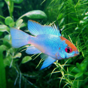 РАМИРЕЗИ ЭЛЕКТРИК БЛЮ - Mikrogeophagus ramirezi