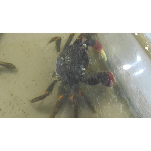 КРАБ КРАСНЫЙ ПАУК - Red spider Metasesarma sp.