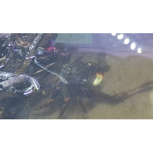 КРАБ КРАСНЫЙ ПАУК - Red spider Metasesarma sp.