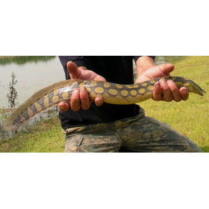 МАСТАЦЕМБЕЛ АРМАТУС - Mastacembelus armatus