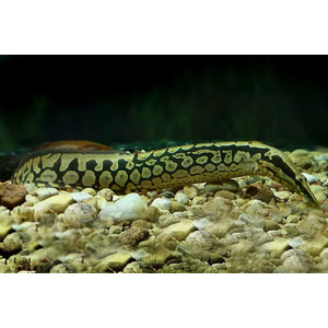 МАСТАЦЕМБЕЛ АРМАТУС - Mastacembelus armatus