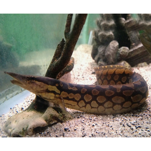 МАСТАЦЕМБЕЛ АРМАТУС - Mastacembelus armatus