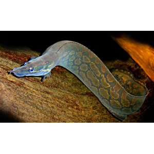 МАСТАЦЕМБЕЛ АРМАТУС - Mastacembelus armatus