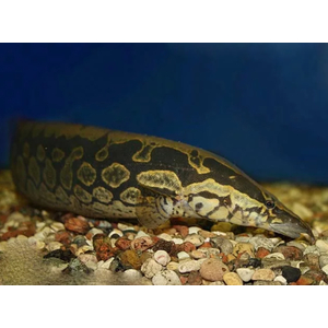 МАСТАЦЕМБЕЛ АРМАТУС - Mastacembelus armatus