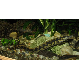 МАСТАЦЕМБЕЛ АРМАТУС - Mastacembelus armatus