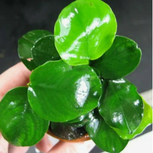 АНУБИАС БАРТЕРИ КРУГЛЫЙ (ЗОЛОТАЯ МОНЕТА)