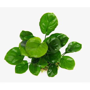 АНУБИАС БАРТЕРИ КРУГЛЫЙ (ЗОЛОТАЯ МОНЕТА)