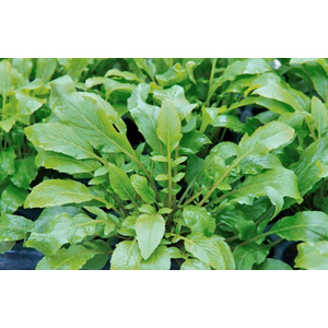 РОРИППА ВОДНАЯ / ЖЕРУШНИК / Rorippa aquatica