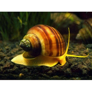УЛИТКА АМПУЛЯРИЯ КОРИЧНЕВАЯ - Pomacea bridgesii