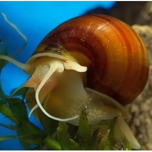 УЛИТКА АМПУЛЯРИЯ КОРИЧНЕВАЯ - Pomacea bridgesii