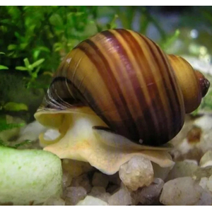 УЛИТКА АМПУЛЯРИЯ КОРИЧНЕВАЯ - Pomacea bridgesii