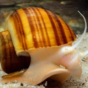 УЛИТКА АМПУЛЯРИЯ КОРИЧНЕВАЯ - Pomacea bridgesii