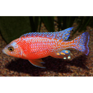 АУЛОНОКАРА ОРХИДЕЯ 4-5см ЦИХЛИДА оз. МАЛАВИ