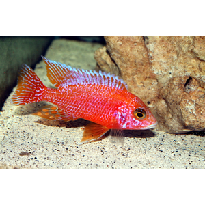 АУЛОНОКАРА ОРХИДЕЯ 4-5см ЦИХЛИДА оз. МАЛАВИ