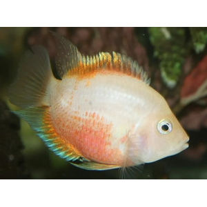 ФЛАМИНГО ЦИХЛИДАФЛАМИНГО ЦИХЛИДА