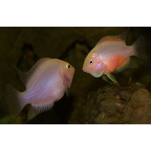 ФЛАМИНГО ЦИХЛИДА