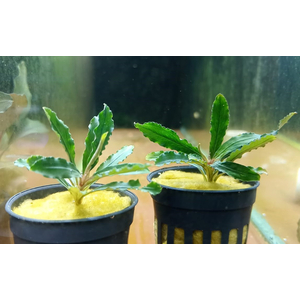 БУЦЕФАЛАНДРА ВЕЛЬВЕТ