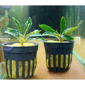 БУЦЕФАЛАНДРА ВЕЛЬВЕТ