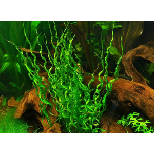 Эхинодорус Везувий / Echinodorus vesuvius