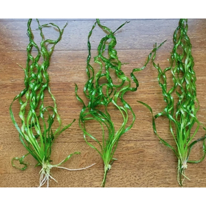 Эхинодорус Везувий / Echinodorus vesuvius