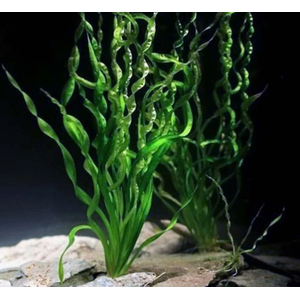 Эхинодорус Везувий / Echinodorus vesuvius