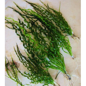 Эхинодорус Везувий / Echinodorus vesuvius