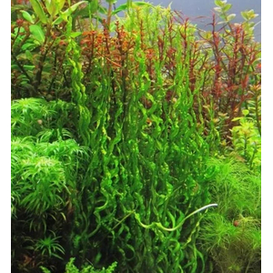 Эхинодорус Везувий / Echinodorus vesuvius