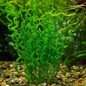 Эхинодорус Везувий / Echinodorus vesuvius