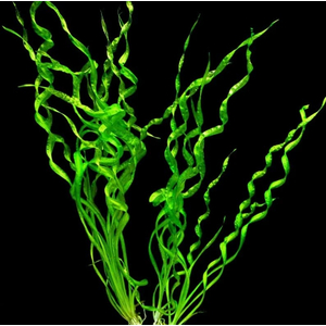 Эхинодорус Везувий / Echinodorus vesuvius