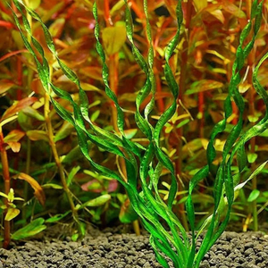 Эхинодорус Везувий / Echinodorus vesuvius