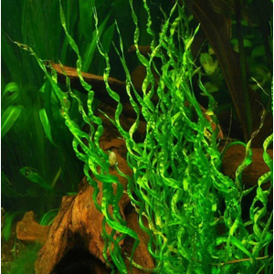 Эхинодорус Везувий / Echinodorus vesuvius