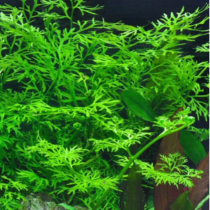 ПАПОРОТНИК ИНДИЙСКИЙ - Ceratopteris thalicroides