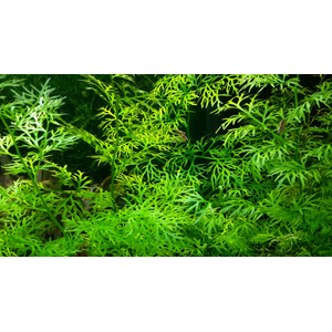 ПАПОРОТНИК ИНДИЙСКИЙ - Ceratopteris thalicroides