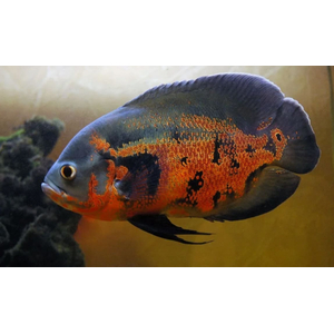 АСТРОНОТУС ТИГРОВЫЙ - Astronotus ocellatus 5-6см