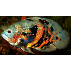 АСТРОНОТУС ТИГРОВЫЙ - Astronotus ocellatus 5-6см