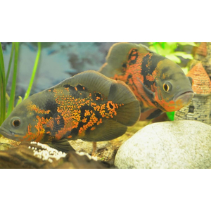АСТРОНОТУС ТИГРОВЫЙ - Astronotus ocellatus 5-6см