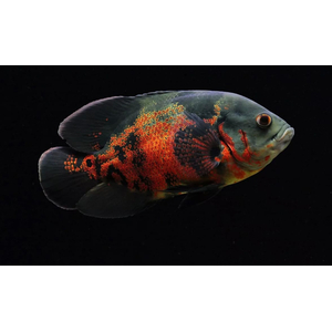 АСТРОНОТУС ТИГРОВЫЙ - Astronotus ocellatus 5-6смАСТРОНОТУС ТИГРОВЫЙ - Astronotus ocellatus 5-6см