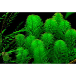 ПЕРИСТОЛИСТНИК - Myriophyllum sp.