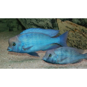 ДЕЛЬФИН ГОЛУБОЙ 10+см - Cyrtocaramoorii