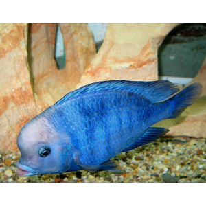 ДЕЛЬФИН ГОЛУБОЙ 10+см - Cyrtocaramoorii