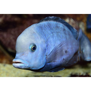 ДЕЛЬФИН ГОЛУБОЙ 10+см - Cyrtocaramoorii