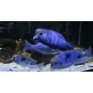 ДЕЛЬФИН ГОЛУБОЙ 10+см - Cyrtocaramoorii