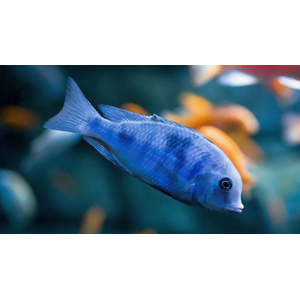 ДЕЛЬФИН ГОЛУБОЙ 10+см - Cyrtocaramoorii