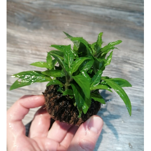 СТАУРОГИН ПОРТО ВЕЛЬО НА ПИТАТЕЛЬНОЙ КОЧКЕ