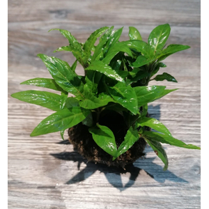 СТАУРОГИН ПОРТО ВЕЛЬО НА ПИТАТЕЛЬНОЙ КОЧКЕ